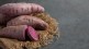 Hacks and tips to buy sweet potato How to store sweet potatoes to make them last longer