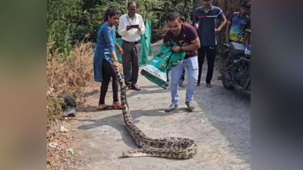 python swallowed dog in Kalambusare