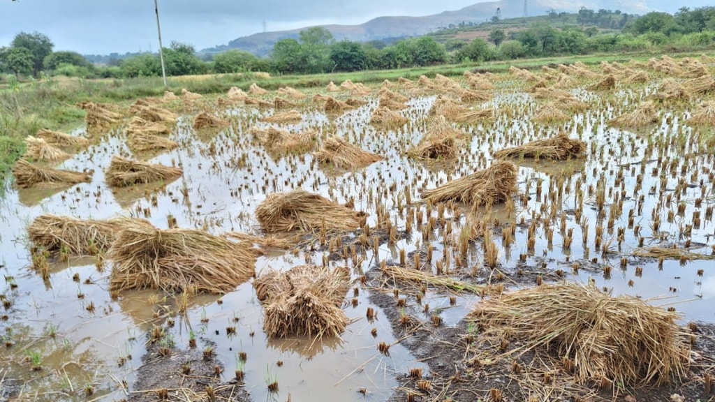 Damage rice fields unseaosnal rain igatpuri nashik