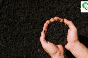 terrace garden importance of soil