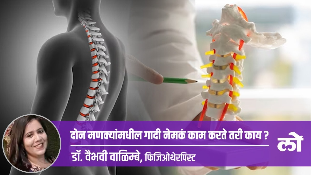 What exactly does intervertebral disc between the two spines do