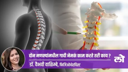 What exactly does intervertebral disc between the two spines do