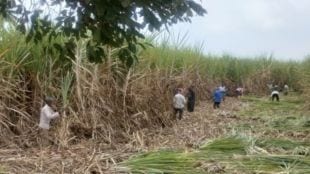 sugarcane cutting work start again in Kolhapur