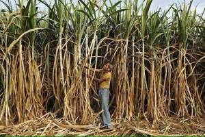 swabhimani shetkari saghtana protests over sugarcane price escalate