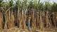 swabhimani shetkari saghtana protests over sugarcane price escalate