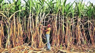 loksatta explained What are the challenges ahead of this year sugar season