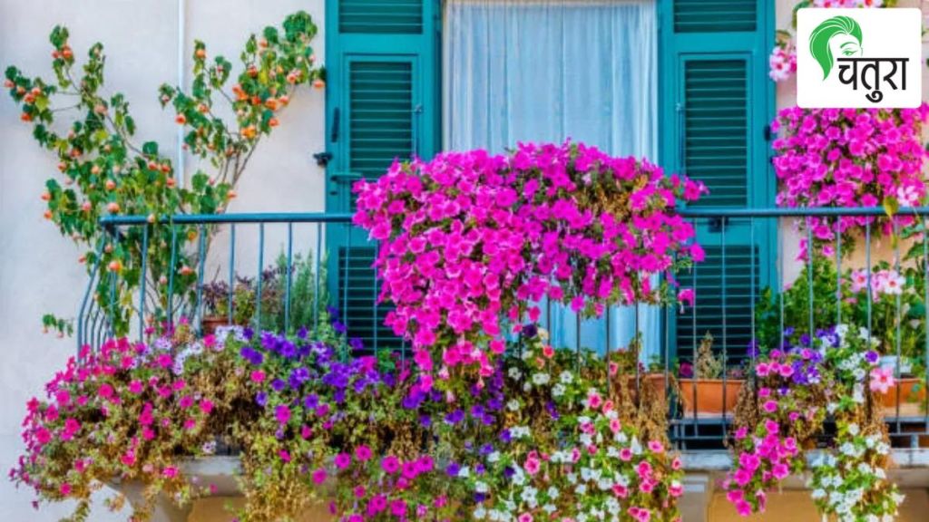 terraced garden A Harvest of Sunrays