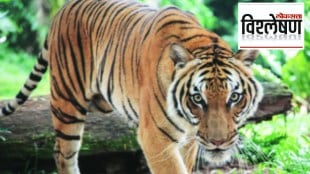 Loksatta explained The safety of tigers in the state is a question mark on the security system