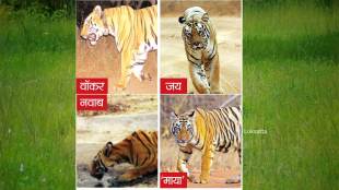 tigers missing in maharashtra