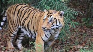 A tiger in Brahmapuri forest area in Odisha after crossing a distance of two thousand kilometers