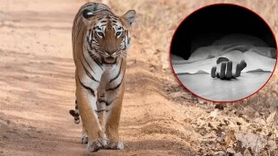 school bus driver Junona forest chandrapur, died attacked tiger