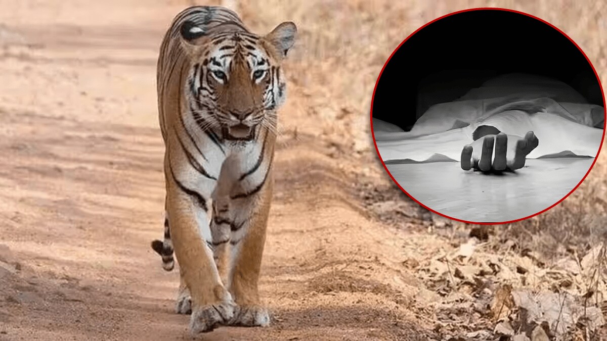 school bus driver Junona forest chandrapur, died attacked tiger