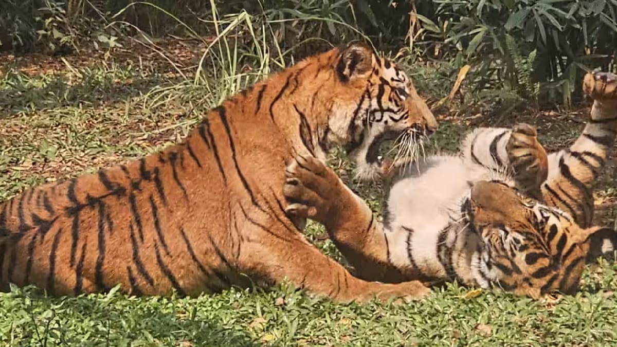 Loksatta editorial Time to think seriously about the hundreds of tigers living in anonymity