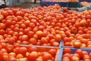 low supply cause rising in tomato prices zws