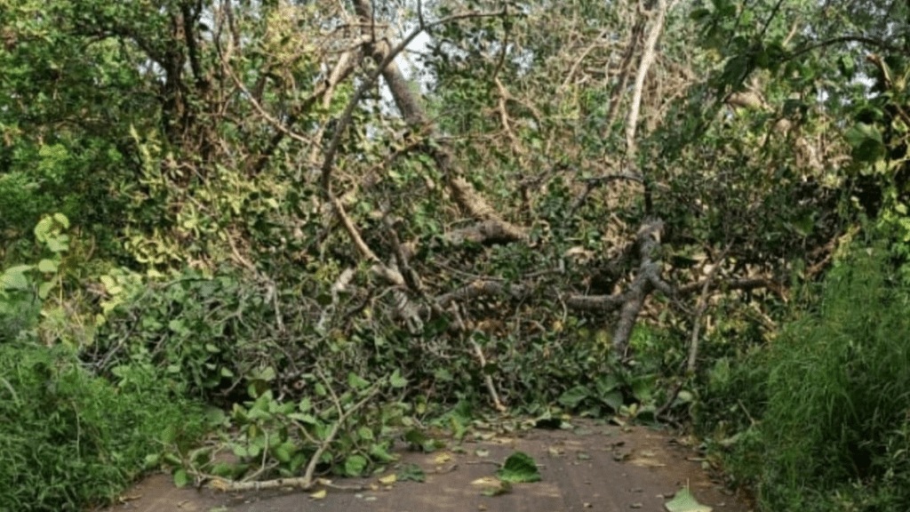 Passengers stuck traffic trees fell road storm wada