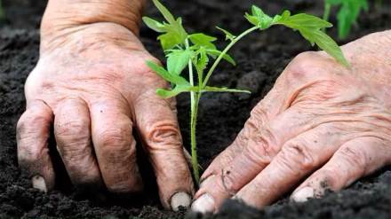 tree plantation on khed sinnar expressway