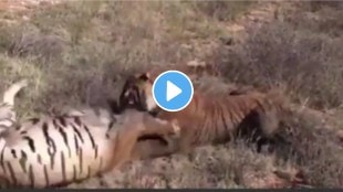 two tigers fight fiercely In Tadoba Andhari tiger project in Nagpur