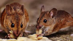why rats gnaw on everything