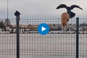 A cat was stuck on wire fences Helped by a crow