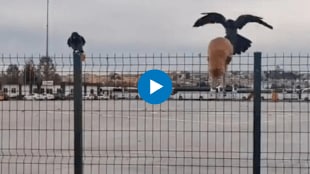 A cat was stuck on wire fences Helped by a crow