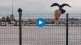 A cat was stuck on wire fences Helped by a crow