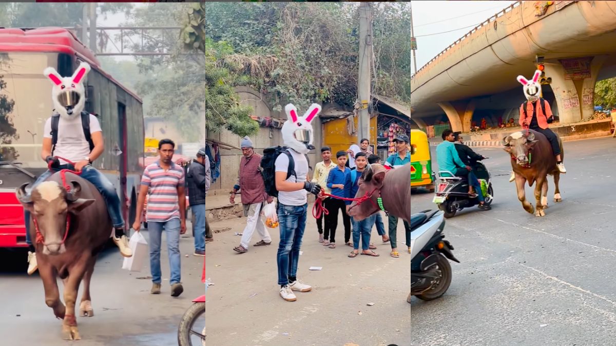 Boy wearing bunny helmet and riding on buffalo viral video