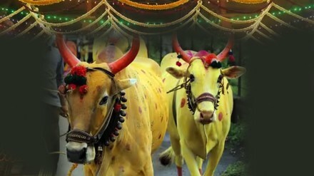Cow Bull Marriage