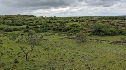 Environmental damage caused by cultivation or plantation on natural grasslands Pune news