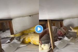 The man was trying to steal python eggs