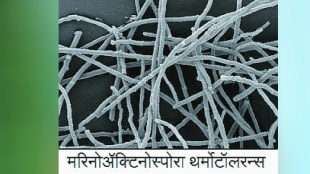 Kutuhal Antibiotics from marine microorganisms