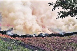 After harvesting the crops in the fields in Punjab and Haryana A serious problem is the burning method
