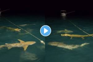when shark and crocodile face each other see what happens next video viral
