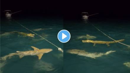 when shark and crocodile face each other see what happens next video viral