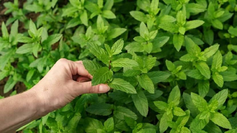 Drink Basil Water On An Empty Stomach Every Day Tulsi Water Benefits For Babies 