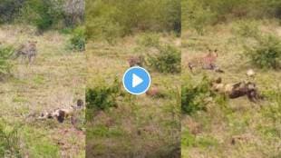 Leopard Tries Hunting Sleeping Wild Dogs shocking video viral on social media