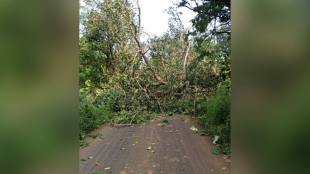 heavy rains in Palghar district