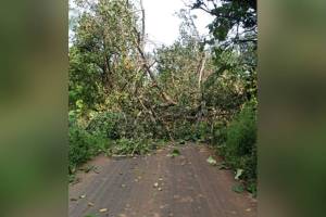 heavy rains in Palghar district
