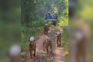 tigress interacting with family Tadoba
