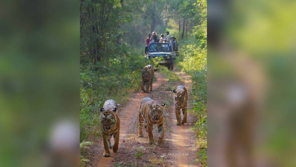 tigress interacting with family Tadoba