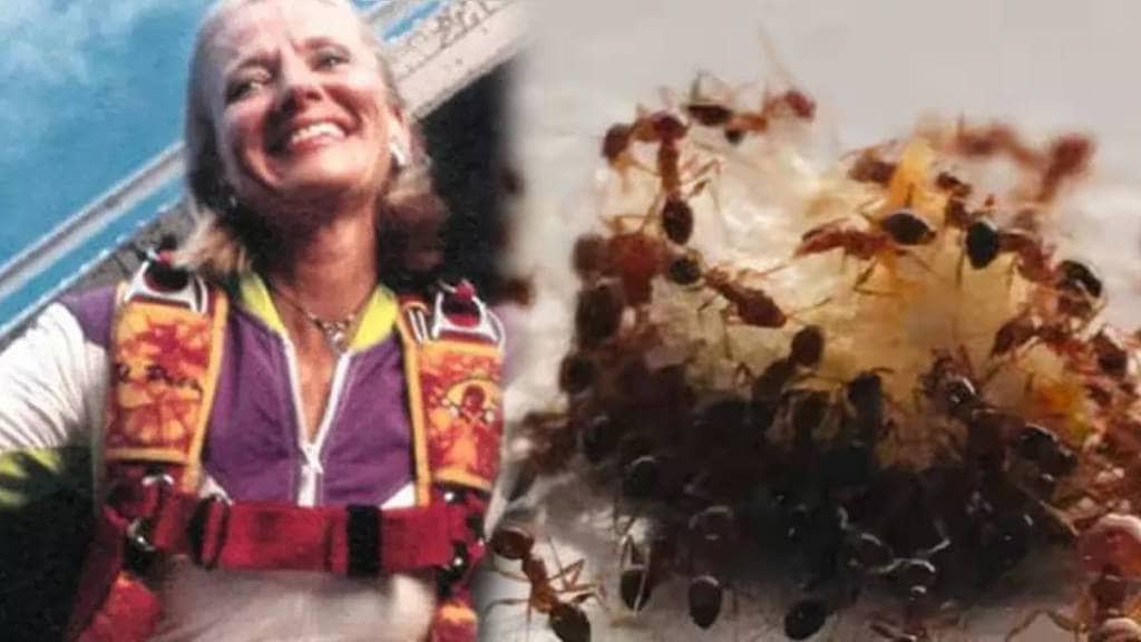 woman fell from height of 14500 feet but ants saved her life see photo