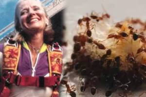 woman fell from height of 14500 feet but ants saved her life see photo
