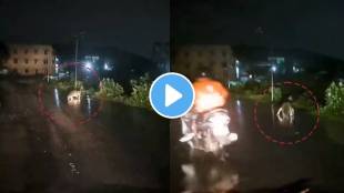 Cyclone Michaung Giant Crocodile Roams Next To Biker In Chennai Video Goes Viral