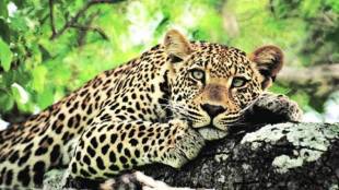 Salwad Leopard