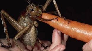 giant weta is the world heaviest insect