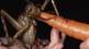 giant weta is the world heaviest insect