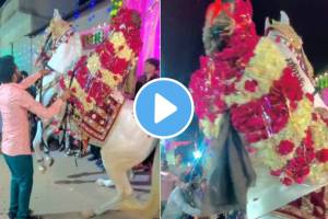 Is this a bridegroom or a flowers garden netizen surprised to see wedding groom viral video