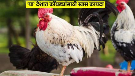 france passes law protecting cocks right to crow weird law in france