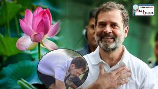 Rahul Gandhi Gets down In Mud Planting Lotus Photo Goes Viral After Rajasthan MP Telangana Election Results Fact Check
