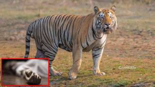 Woman killed in tiger attack Navegaon