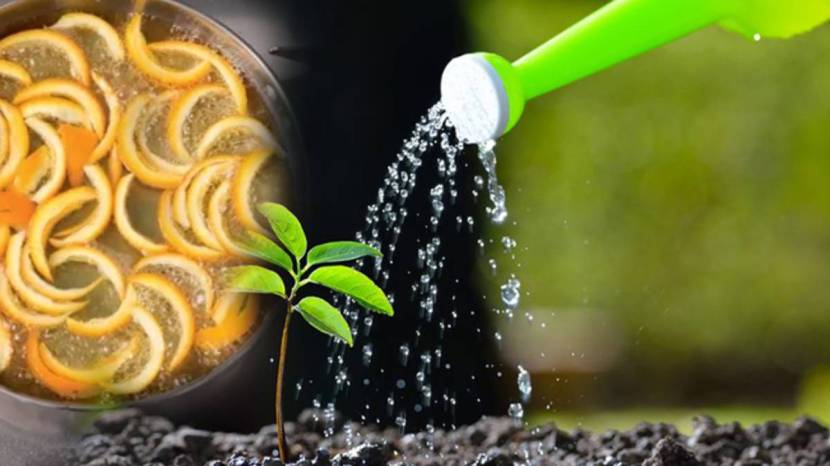 Add Orange Peels In Half Liter Water To Plants Rose Hibiscus Mogara And Tulsi Results Will Make You Happy Home Garden Hacks Marathi 